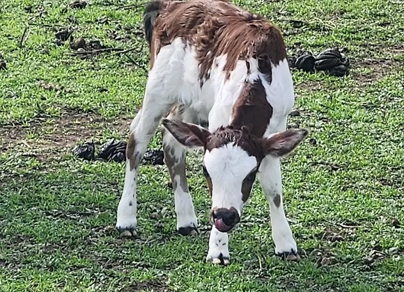 Mini Zebu Bottle Bull Calf — Healthy & Tame